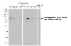 pan PKC, p Thr410 Antibody (HL1279) - Azide and BSA Free, Novus Biologicals