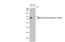pan PKC, p Thr410 Antibody (HL1279) - Azide and BSA Free, Novus Biologicals
