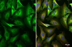 pan PKC, p Thr410 Antibody (HL1279) - Azide and BSA Free, Novus Biologicals