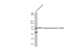 pan PKC, p Thr410 Antibody (HL1279) - Azide and BSA Free, Novus Biologicals