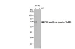 pan PKC, p Thr410 Antibody (HL1279) - Azide and BSA Free, Novus Biologicals