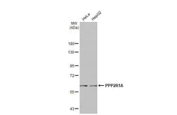 PPP2R1A Antibody (HL1781) - Azide and BSA Free, Novus Biologicals 100 &mu;L | Buy Online | Novus Biologicals | Fisher Scientific