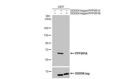 PPP2R1A Antibody (HL1781) - Azide and BSA Free, Novus Biologicals 100 &mu;L | Buy Online | Novus Biologicals | Fisher Scientific