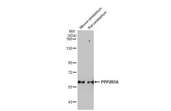 PPP2R1A Antibody (HL1781) - Azide and BSA Free, Novus Biologicals 100 &mu;L | Buy Online | Novus Biologicals | Fisher Scientific