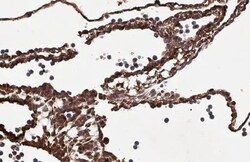 MBP-1 Antibody (HL2547) - Azide and BSA Free, Novus Biologicals 100 &mu;L | Buy Online | Novus Biologicals | Fisher Scientific