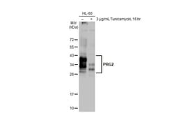 MBP-1 Antibody (HL2547) - Azide and BSA Free, Novus Biologicals 100 &mu;L | Buy Online | Novus Biologicals | Fisher Scientific