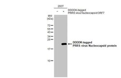 PRRSV Nucleocapsid Antibody (HL1901) - Azide and BSA Free, Novus Biologicals
