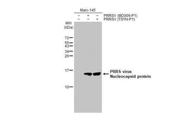 PRRSV Nucleocapsid Antibody (HL1901) - Azide and BSA Free, Novus Biologicals