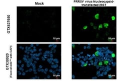 PRRSV Nucleocapsid Antibody (HL1901) - Azide and BSA Free, Novus Biologicals
