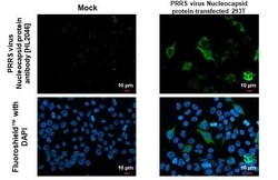PRRSV Nucleocapsid Antibody (HL2046) - Azide and BSA Free, Novus Biologicals