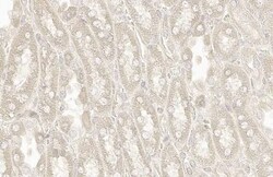 Rab5a Antibody (HL1497) - Azide and BSA Free, Novus Biologicals 100 &mu;L | Buy Online | Novus Biologicals | Fisher Scientific