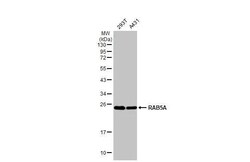 Rab5a Antibody (HL1497) - Azide and BSA Free, Novus Biologicals 100 &mu;L | Buy Online | Novus Biologicals | Fisher Scientific