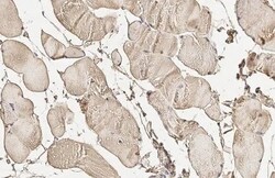 Rab5a Antibody (HL1497) - Azide and BSA Free, Novus Biologicals 100 &mu;L | Buy Online | Novus Biologicals | Fisher Scientific