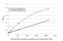 Respiratory Syncytial Virus Nucleoprotein Antibody (HL1245) - Azide and BSA Free, Novus Biologicals 100 &mu;L | Buy Online | Novus Biologicals | Fisher Scientific