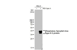 Respiratory Syncytial Virus Glycoprotein G Antibody (HL2354) - Azide and