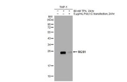 RGS1 Antibody (HL1402) - Azide and BSA Free, Novus Biologicals 100 &mu;L,
