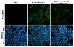 RGS1 Antibody (HL1402) - Azide and BSA Free, Novus Biologicals 100 &mu;L,