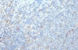 RGS1 Antibody (HL1402) - Azide and BSA Free, Novus Biologicals 100 &mu;L,