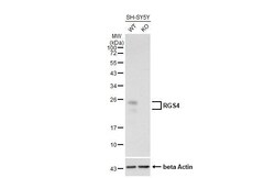 RGS4 Antibody (HL1522) - Azide and BSA Free, Novus Biologicals 100 &mu;L | Buy Online | Novus Biologicals | Fisher Scientific