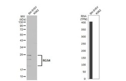 RGS4 Antibody (HL1522) - Azide and BSA Free, Novus Biologicals 100 &mu;L | Buy Online | Novus Biologicals | Fisher Scientific