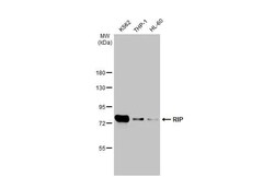 RIPK1/RIP1 Antibody (HL2250) - Azide and BSA Free, Novus Biologicals 100 &mu;L | Buy Online | Novus Biologicals | Fisher Scientific