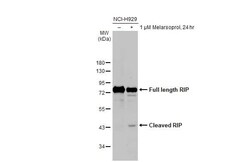 RIPK1/RIP1 Antibody (HL2250) - Azide and BSA Free, Novus Biologicals 100 &mu;L | Buy Online | Novus Biologicals | Fisher Scientific