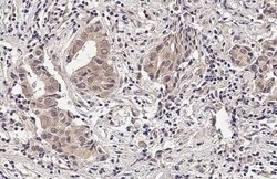 RNase H1 Antibody (HL2343) - Azide and BSA Free, Novus Biologicals 100