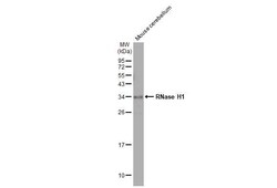 RNase H1 Antibody (HL2343) - Azide and BSA Free, Novus Biologicals 100
