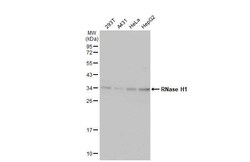 RNase H1 Antibody (HL2343) - Azide and BSA Free, Novus Biologicals 100