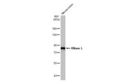 RNase L Antibody (HL2341) - Azide and BSA Free, Novus Biologicals 100 &mu;L,