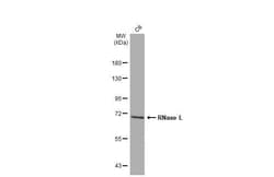 RNase L Antibody (HL2341) - Azide and BSA Free, Novus Biologicals 100 &mu;L,