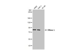 RNase L Antibody (HL2341) - Azide and BSA Free, Novus Biologicals 100 &mu;L,