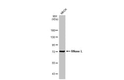 RNase L Antibody (HL2341) - Azide and BSA Free, Novus Biologicals 100 &mu;L,