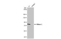 RNase L Antibody (HL2341) - Azide and BSA Free, Novus Biologicals 100 &mu;L,