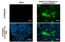 SARS-CoV-2 Membrane Protein Antibody (HL1088) - Azide and BSA Free, Novus