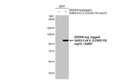SARS-CoV-2 nsp12 Antibody (HL1444) - Azide and BSA Free, Novus Biologicals