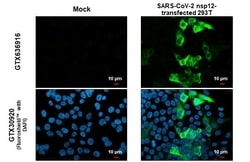 SARS-CoV-2 nsp12 Antibody (HL1444) - Azide and BSA Free, Novus Biologicals