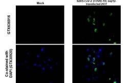 SARS-CoV-2 nsp12 Antibody (HL1444) - Azide and BSA Free, Novus Biologicals
