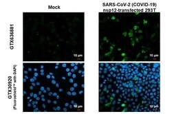 SARS-CoV-2 nsp12 Antibody (HL1415) - Azide and BSA Free, Novus Biologicals 100 &mu;L | Buy Online | Novus Biologicals | Fisher Scientific