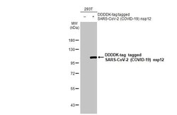 SARS-CoV-2 nsp12 Antibody (HL1415) - Azide and BSA Free, Novus Biologicals 100 &mu;L | Buy Online | Novus Biologicals | Fisher Scientific