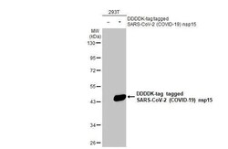 SARS-CoV-2 nsp15 Antibody (HL1446) - Azide and BSA Free, Novus Biologicals 100 &mu;L | Buy Online | Novus Biologicals | Fisher Scientific