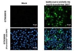 SARS-CoV-2 nsp15 Antibody (HL1446) - Azide and BSA Free, Novus Biologicals 100 &mu;L | Buy Online | Novus Biologicals | Fisher Scientific