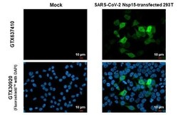 SARS-CoV-2 nsp15 Antibody (HL1760) - Azide and BSA Free, Novus Biologicals 100 &mu;L | Buy Online | Novus Biologicals | Fisher Scientific