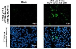 SARS-CoV-2 nsp16 Antibody (HL1945) - Azide and BSA Free, Novus Biologicals
