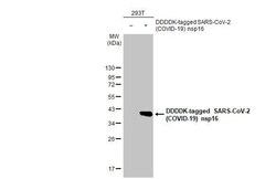 SARS-CoV-2 nsp16 Antibody (HL1945) - Azide and BSA Free, Novus Biologicals