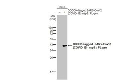 SARS-CoV-2 nsp3 Antibody (HL2350) - Azide and BSA Free, Novus Biologicals