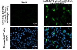 SARS-CoV-2 nsp3 Antibody (HL2350) - Azide and BSA Free, Novus Biologicals