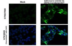 SARS-CoV-2 ORF9b Antibody (HL1917) - Azide and BSA Free, Novus Biologicals