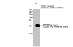 SARS-CoV-2 ORF9b Antibody (HL1917) - Azide and BSA Free, Novus Biologicals