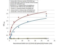 SARS-CoV-2 Spike RBD Antibody (HL1867) - Omicron Variant - Azide and BSA
